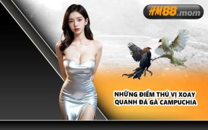 Những điểm thú vị xoay quanh đá gà Campuchia