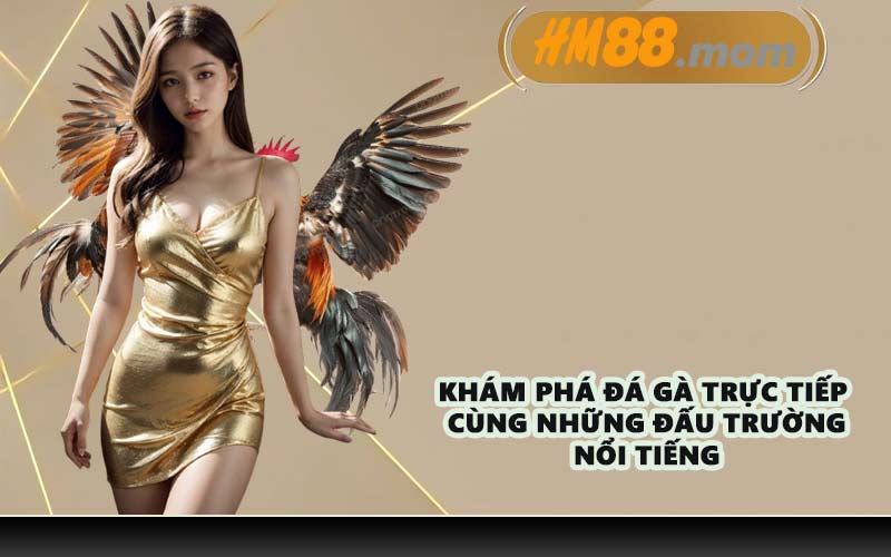 Khám phá đá gà trực tiếp cùng những đấu trường nổi tiếng