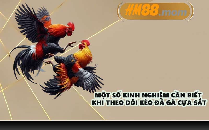 Một số kinh nghiệm cần biết khi theo dõi kèo đá gà cựa sắt