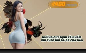 Những quy định cần nắm khi theo dõi đá gà cựa dao