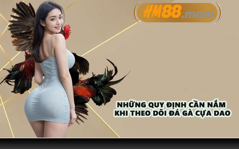 Những quy định cần nắm khi theo dõi đá gà cựa dao