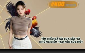 Tìm hiểu đá gà cựa sắt và những điểm tạo nên sức hút